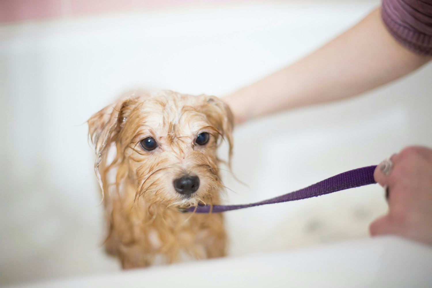 Pet Grooming & Care