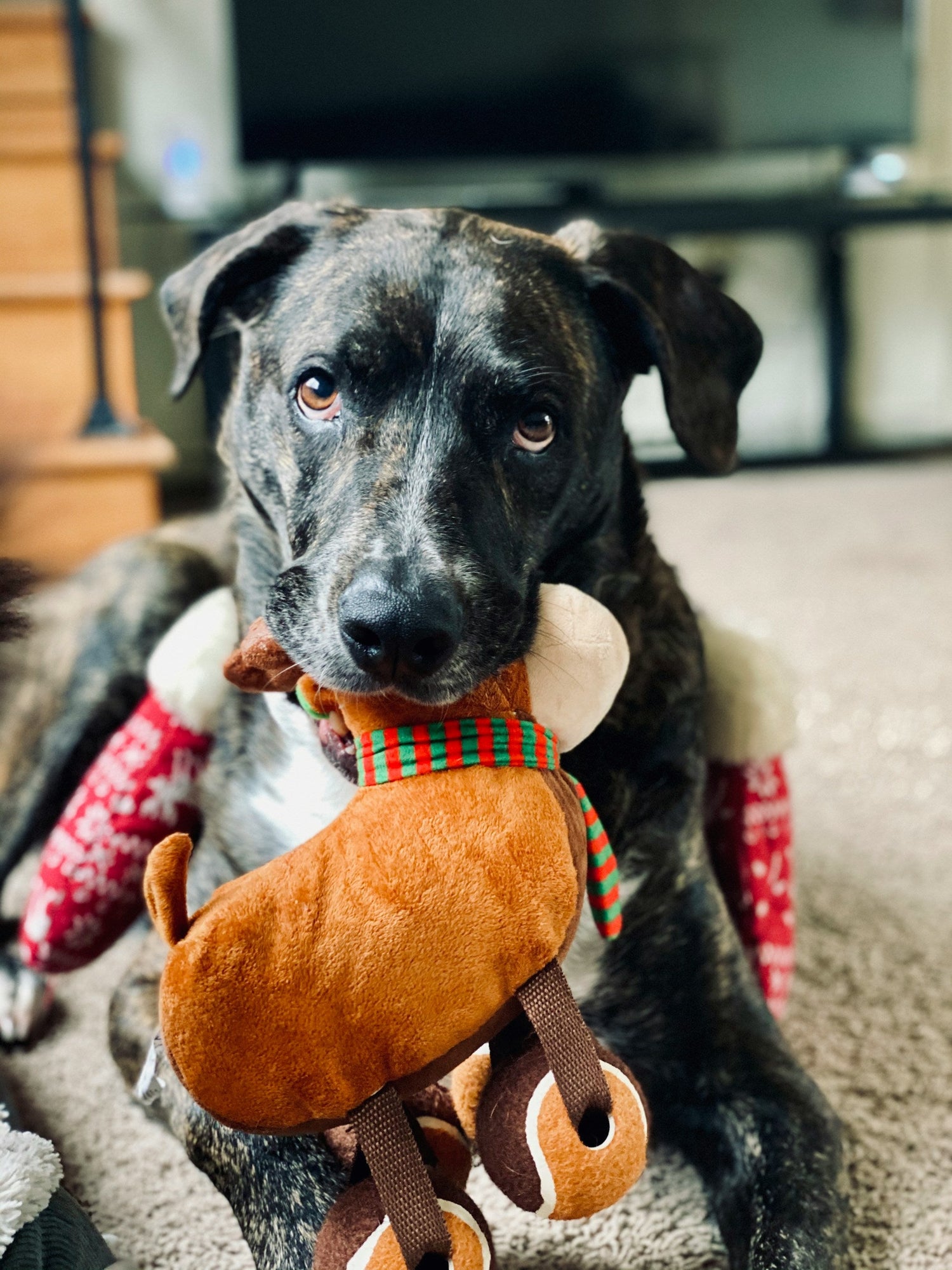Pet Toys & Enrichment