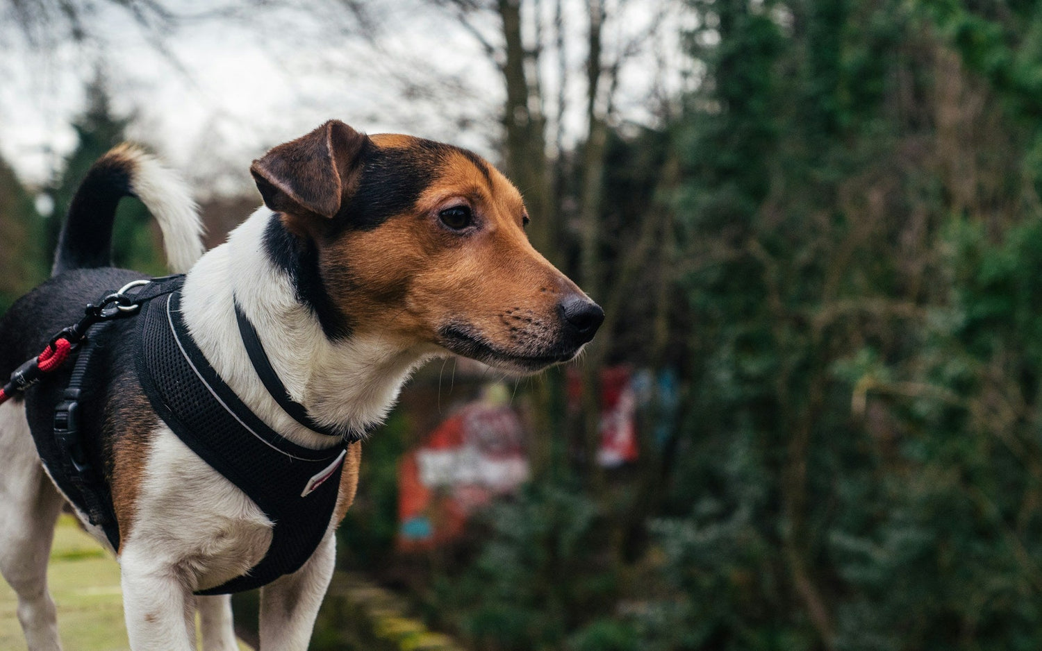 Collars, Harnesses & Leashes