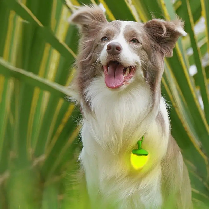Dog Walking Light Waterproof Dog Collars Dog Lights Sturdy Collar Light Walking Light For Dog Walking Nighttime Running Biking
