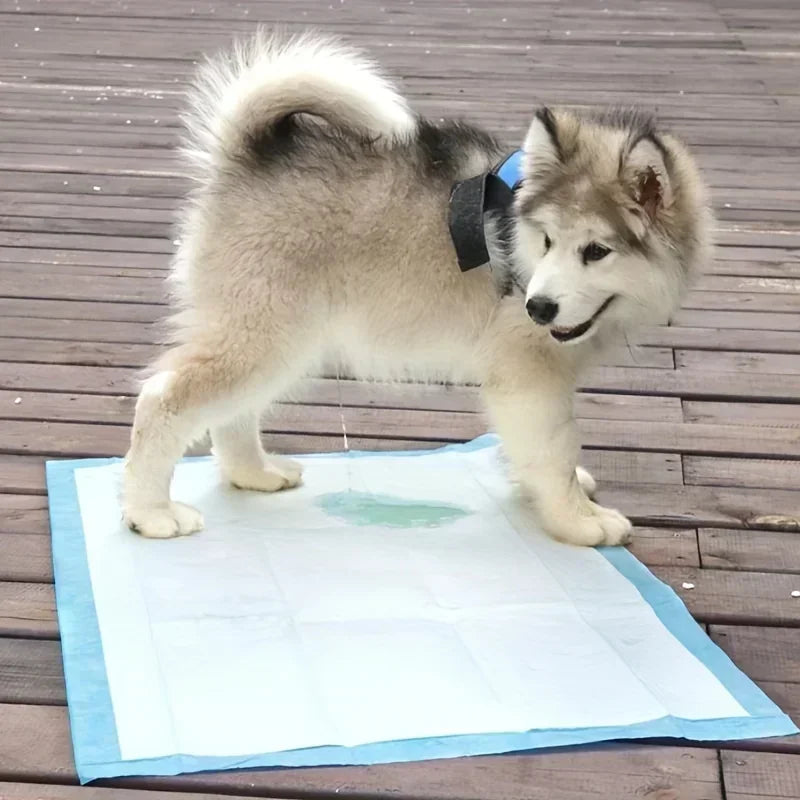 Disposable Dog Diapers And Training Pads For Odor Control